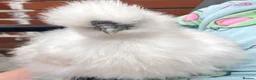 Chickens poultry for sale: 3 15 week old silkie chicks  in Walsall - Advert 5