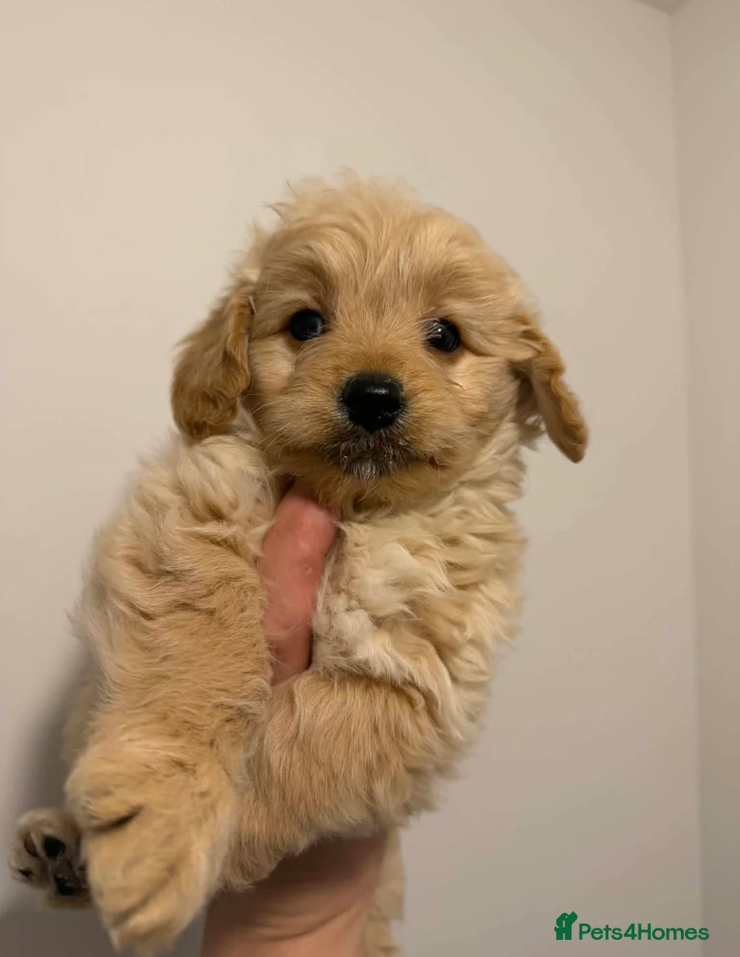 Cavapoo dogs for sale: Toy Cavapoo - Advert 6