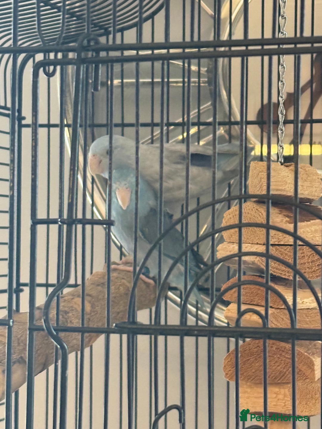 Mixed Breed birds for sale: 2 bonded parrotlets with cage  - Advert 5