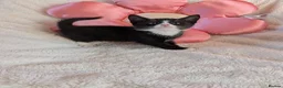 Mixed Breed cats for sale: Beautiful fluffy kittens for sale  - Advert 16