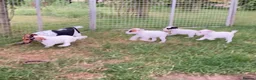 Jack Russell dogs for sale: Jack Russell puppies - Advert 2