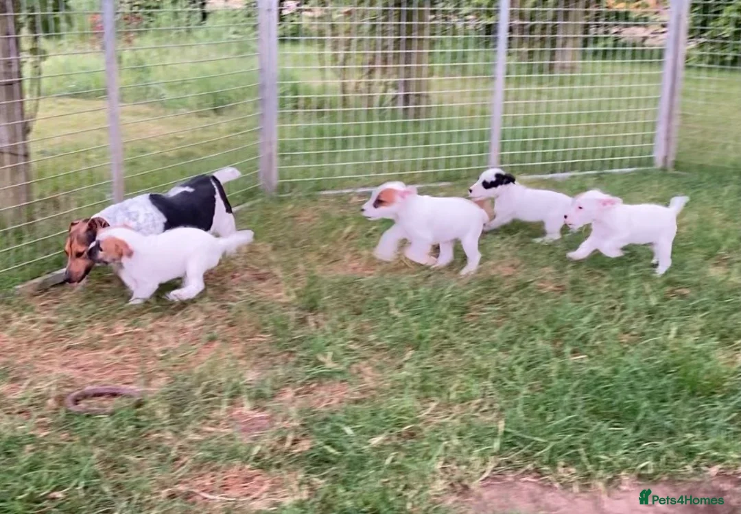 Jack Russell dogs for sale: Jack Russell puppies - Advert 2