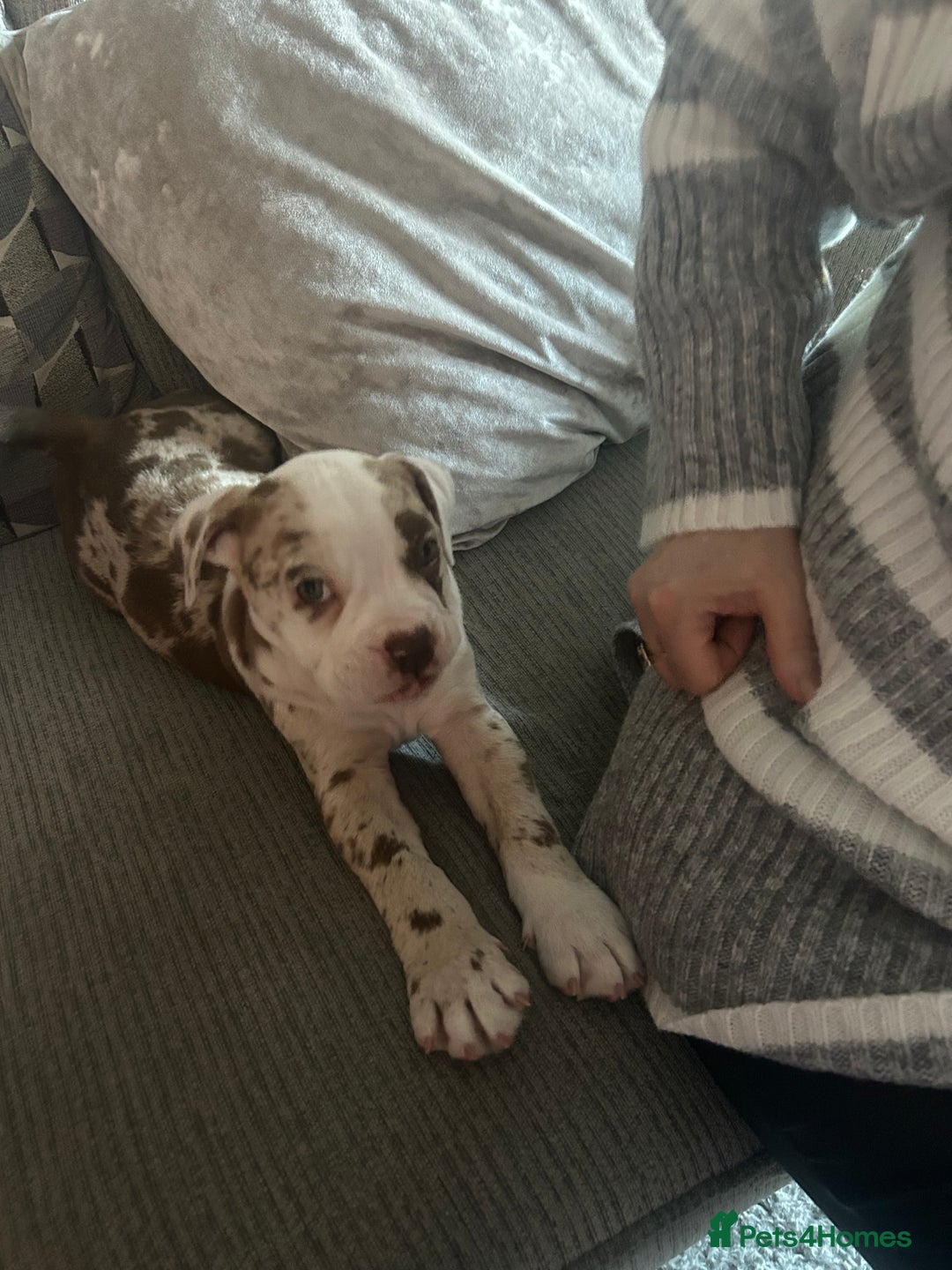 Olde English Bulldogge dogs for stud: OEB 🐶⭐️DEL~BOY ⭐️🐶 First time Stud  - Image 22