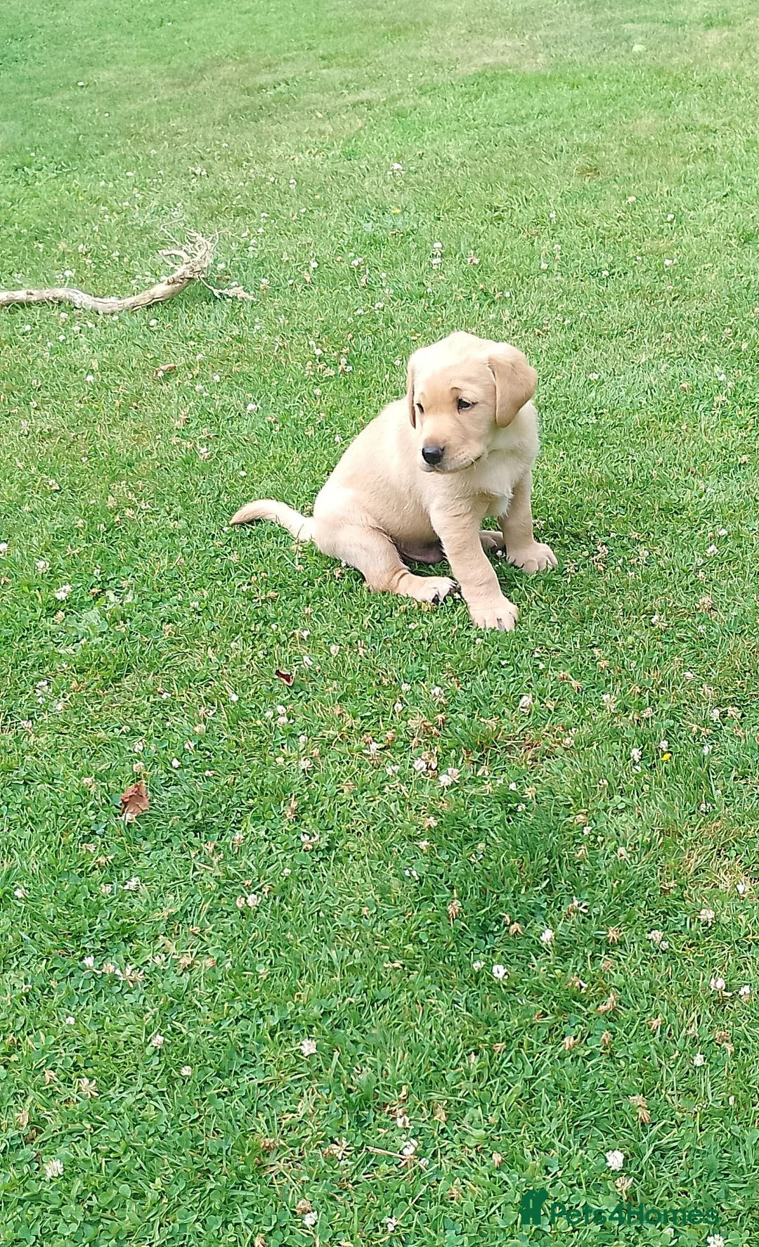 Labrador Retriever dogs for sale: Lovely nature pup - Advert 9