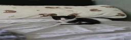 Mixed Breed cats for sale: Mixed Breed Kittens - Advert 9