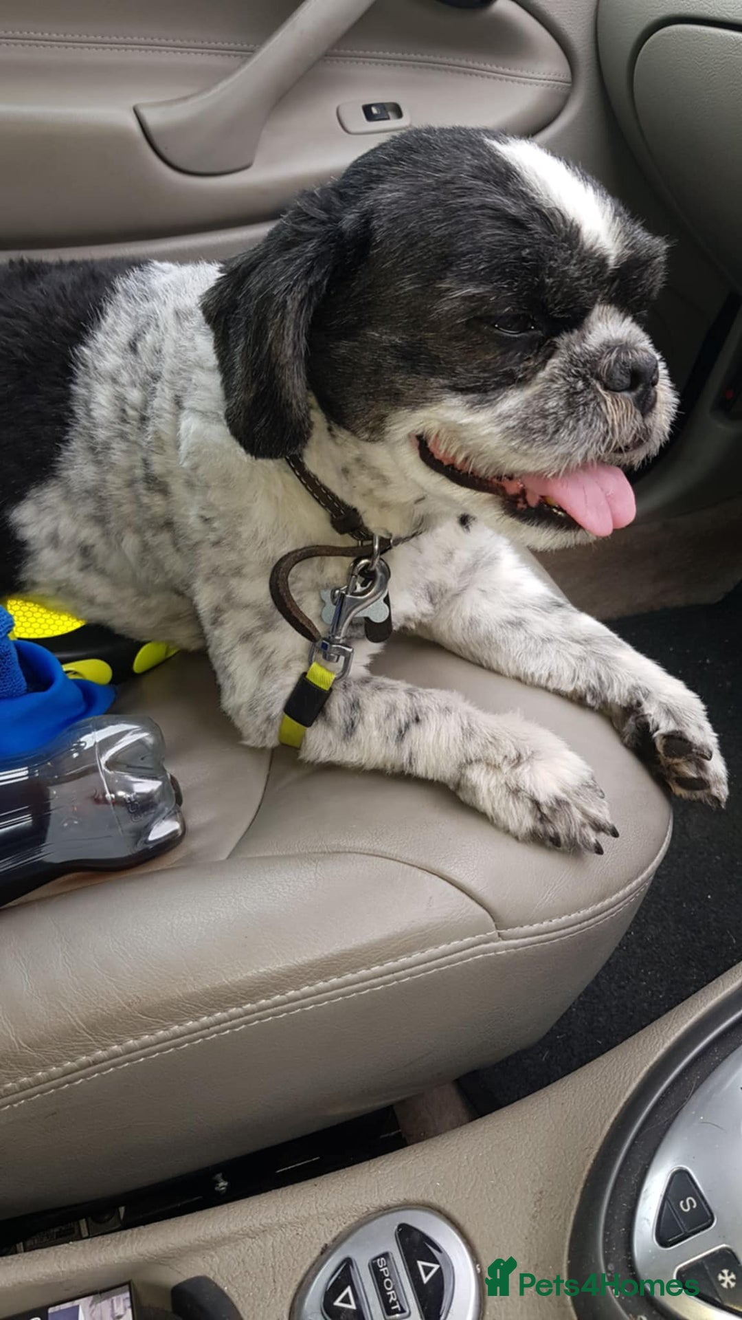 Shih Tzu dogs for sale: 8 year old buddy for rehoming  - Image 1