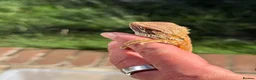 Bearded Dragon reptiles for sale: Red bearded dragon babies - ready for collection! in London - Advert 13
