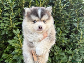 Pomsky dogs F3 Pomsky Puppies - small size - Advert 5