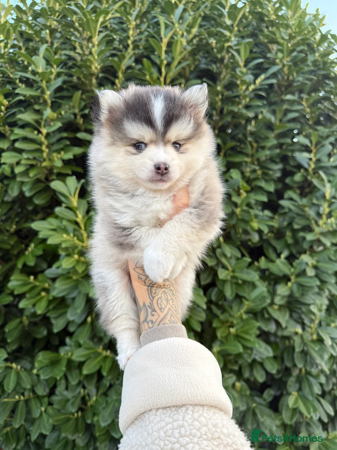 Pomsky dogs for sale: F3 Pomsky Puppies - ready now :)  - Advert 13