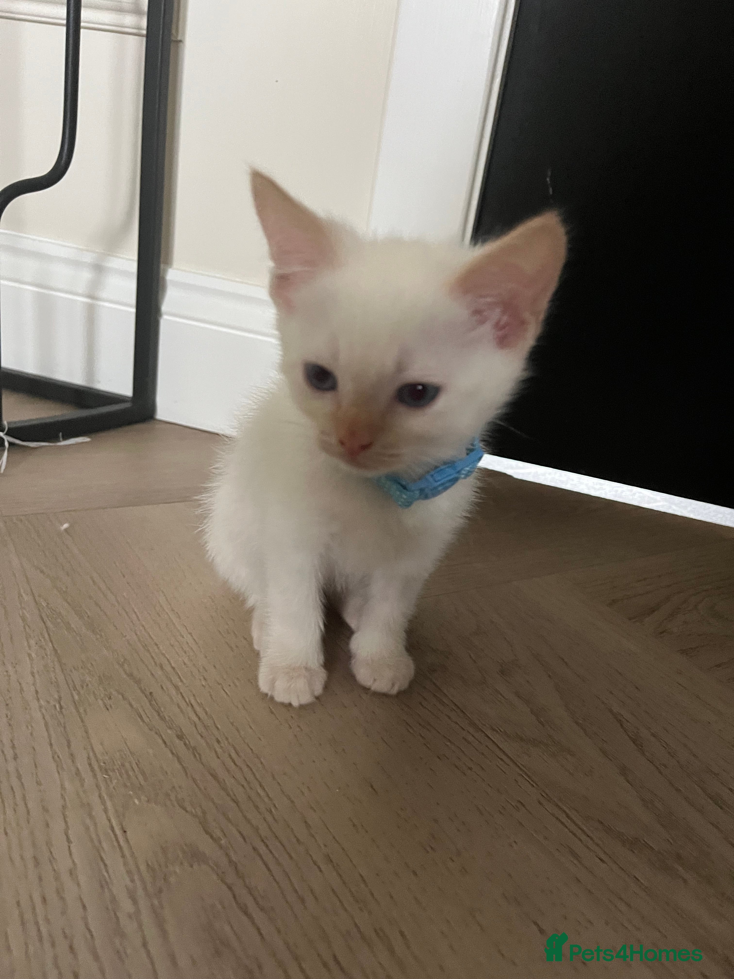 Ragamese cats Ragamese kittens for sale  - Advert 3