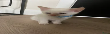 Ragamese Kitten 3