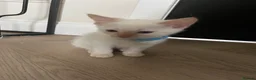 Ragamese cats for sale: Ragamese kittens for sale  - Advert 1