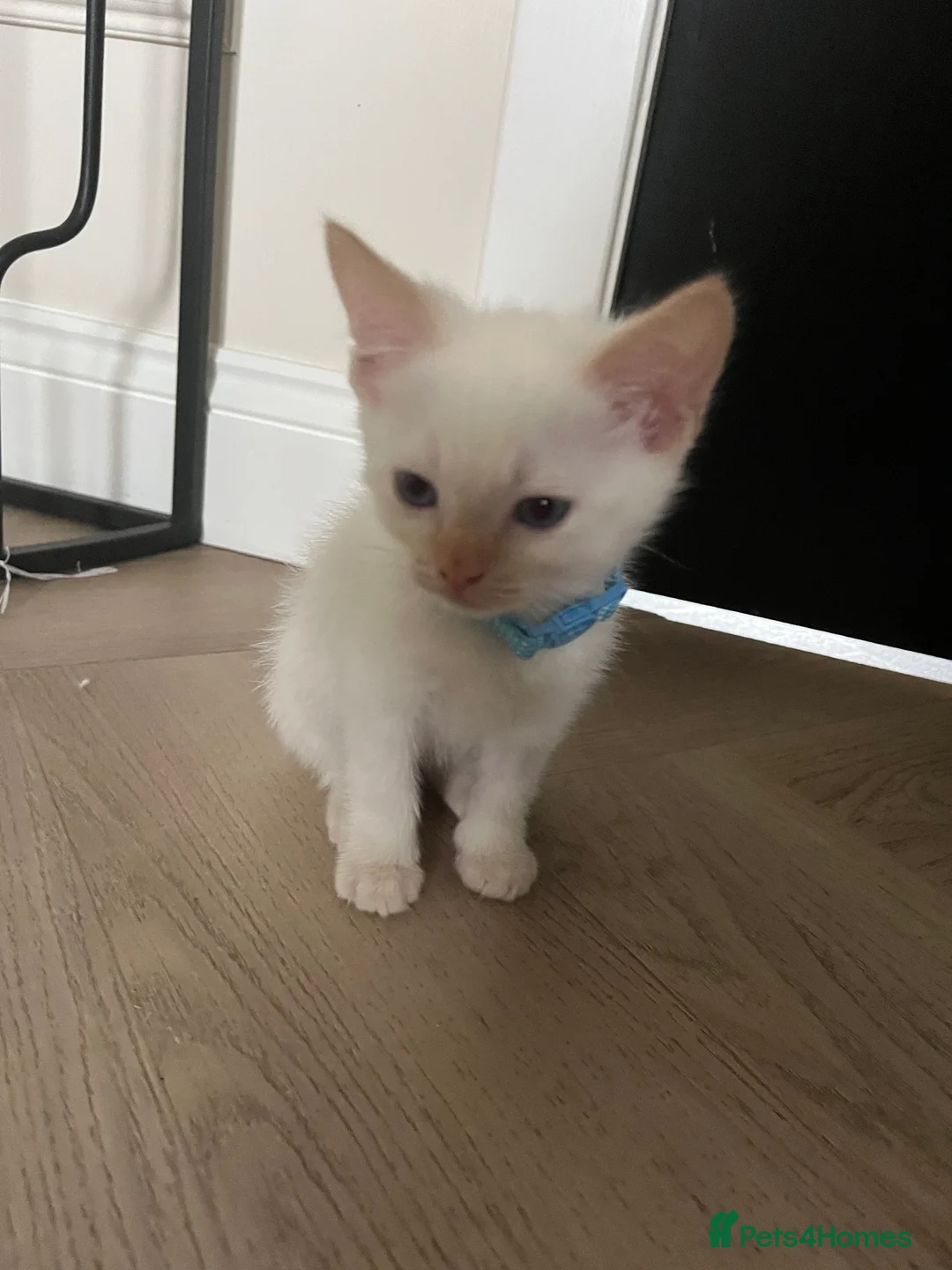 Ragamese cats for sale: Ragamese kittens for sale  - Advert 1