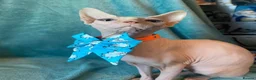 Sphynx cats for sale: Female sphynx  in Ammanford - Advert 4