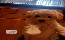 Poochon dogs for sale: Poochon Puppies - Advert 10