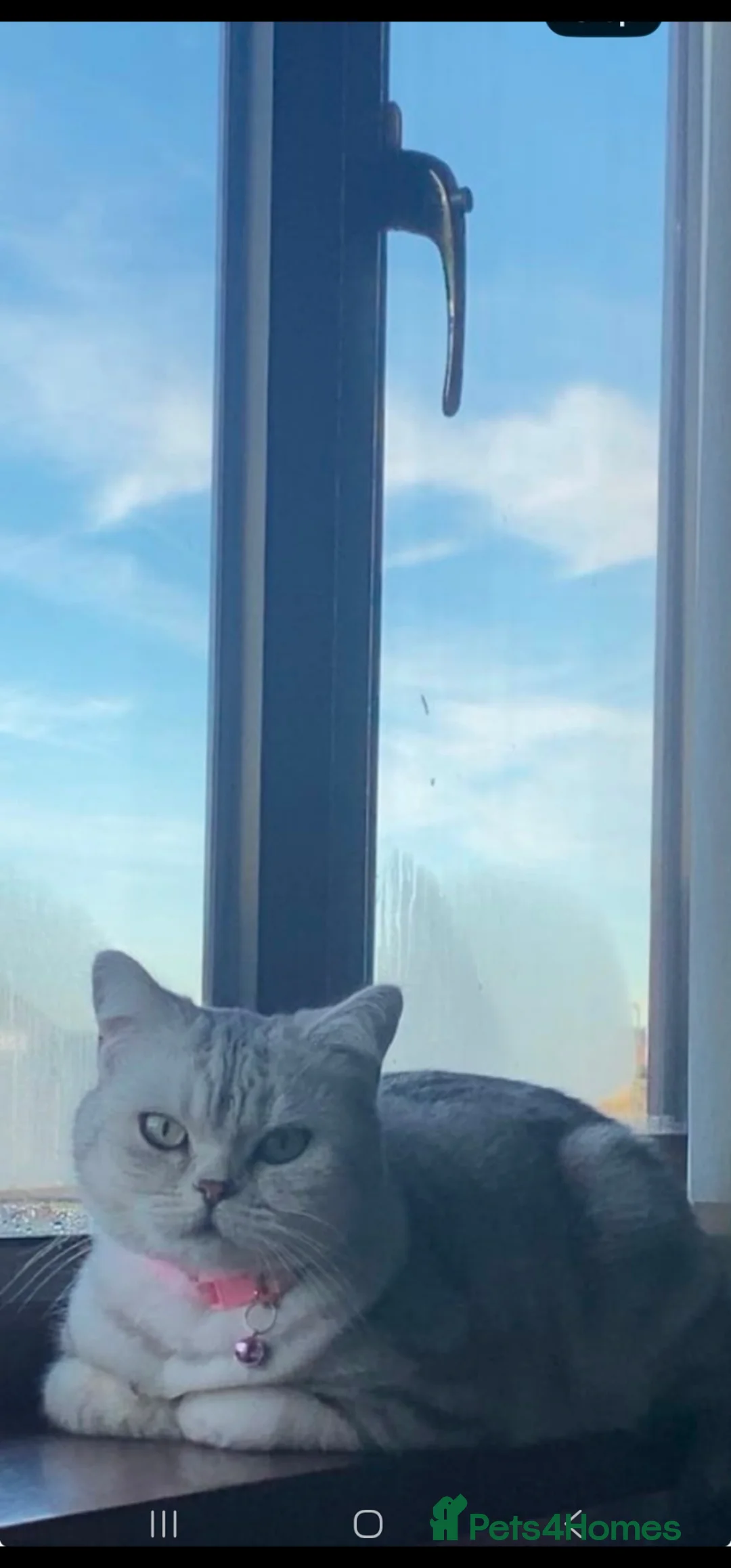 Mixed Breed cats for sale: Domestic British short hair x Tabby mixed cat in Bradford - Advert 2