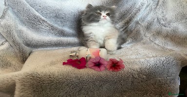 Persian cats - Advert 6