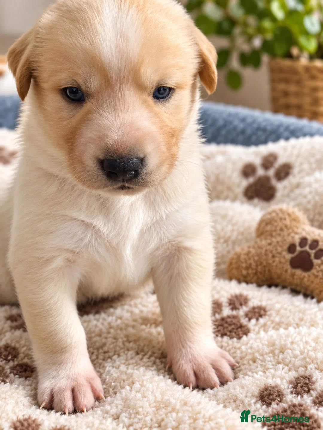 Mixed Breed dogs for sale: Labrador x Husky  - Advert 2