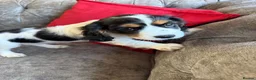 Mixed Breed dogs for sale: Gorgeous TRI COLOUR PUPPY LEFT. All others sold - Advert 6