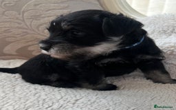 Miniature Schnauzer dogs for sale: 🐾🐶Schnauzer/Schnoodles🐶🐾 - Image 4
