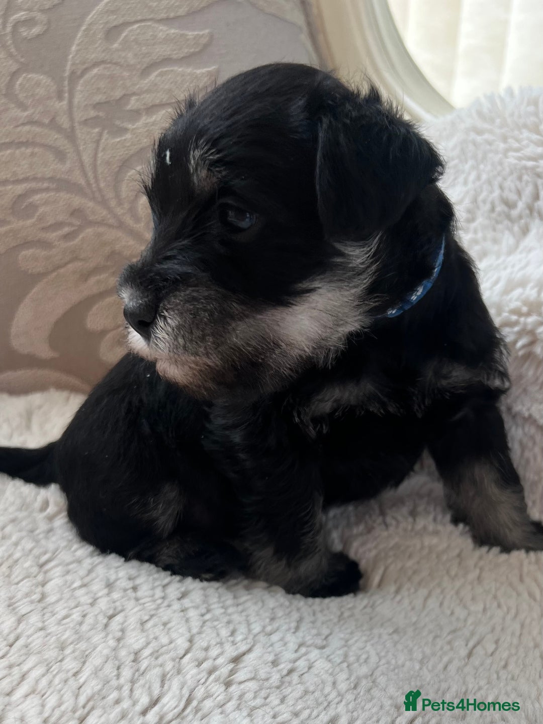 Miniature Schnauzer dogs for sale: 🐾🐶Schnauzer/Schnoodles🐶🐾 - Image 4