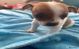 Pomchi dogs for sale: Pomchi puppies - Image 11