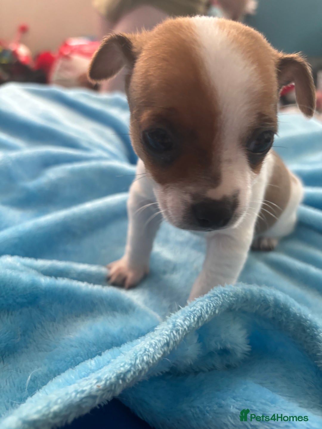 Pomchi dogs for sale: Pomchi puppies - Image 11
