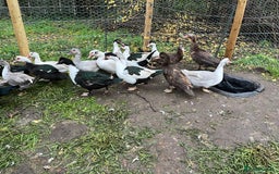 Ducks poultry for sale: Muscovy Ducks Available  - Advert 2