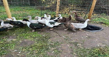 Ducks poultry Muscovy Ducks Available  - Advert 1
