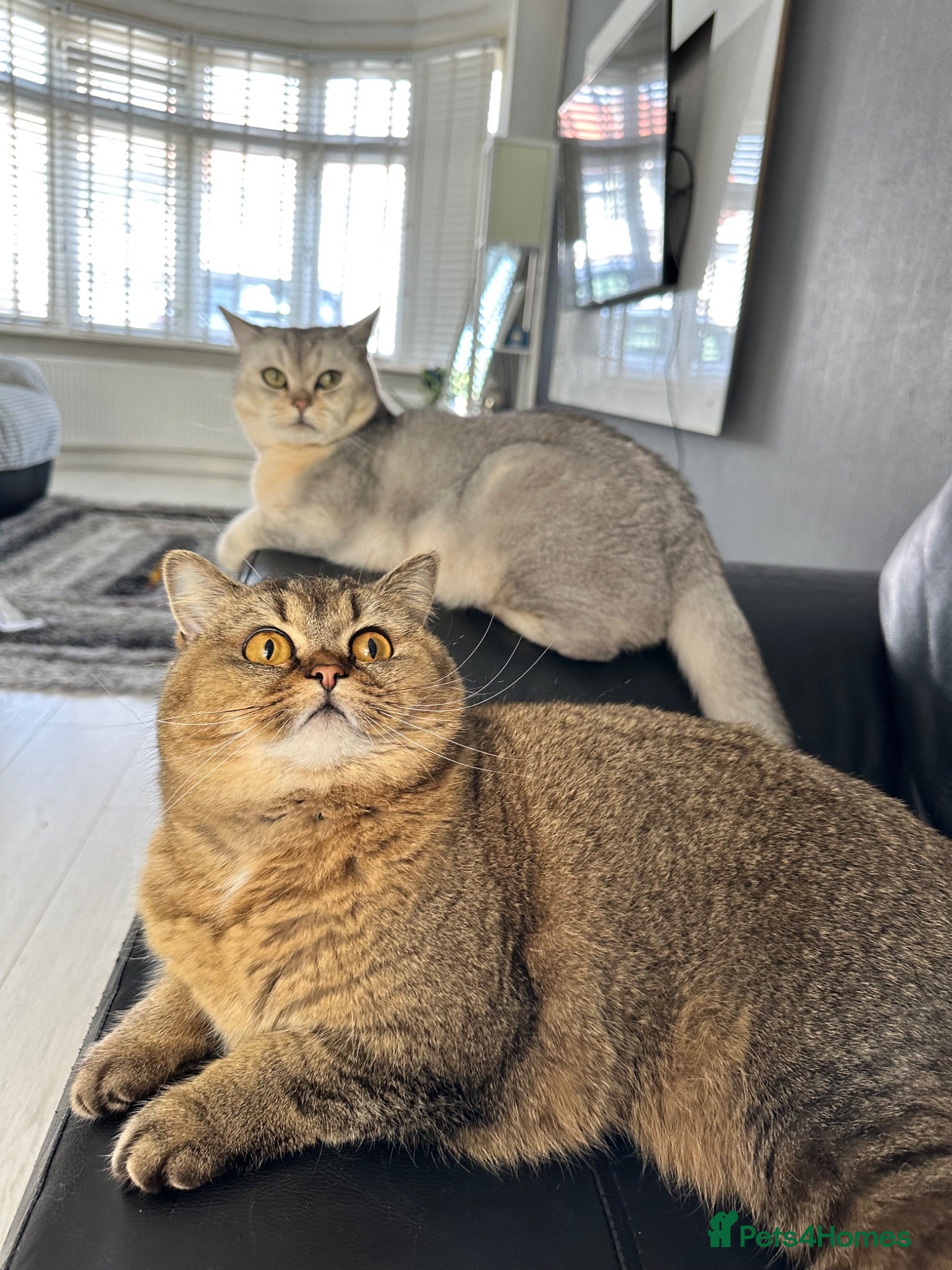 British Shorthair cats Bella and Ollie looking for a forever home  - Advert 1