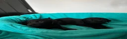Labrador Retriever dogs for sale: Gorgeous Labrador puppies  in Ingatestone - Advert 6