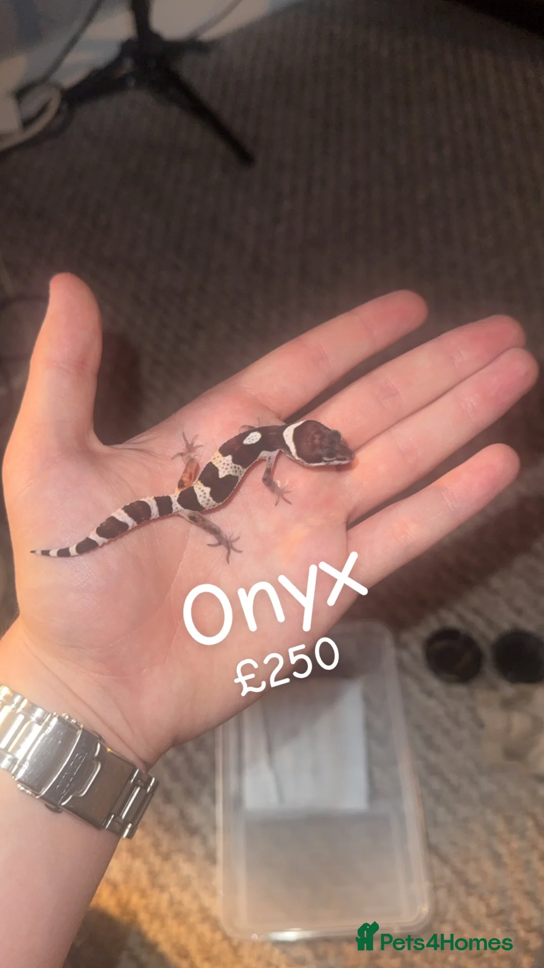 Leopard Gecko reptiles for sale: Black night x Super snow babies🔥🔥🔥 - Advert 2
