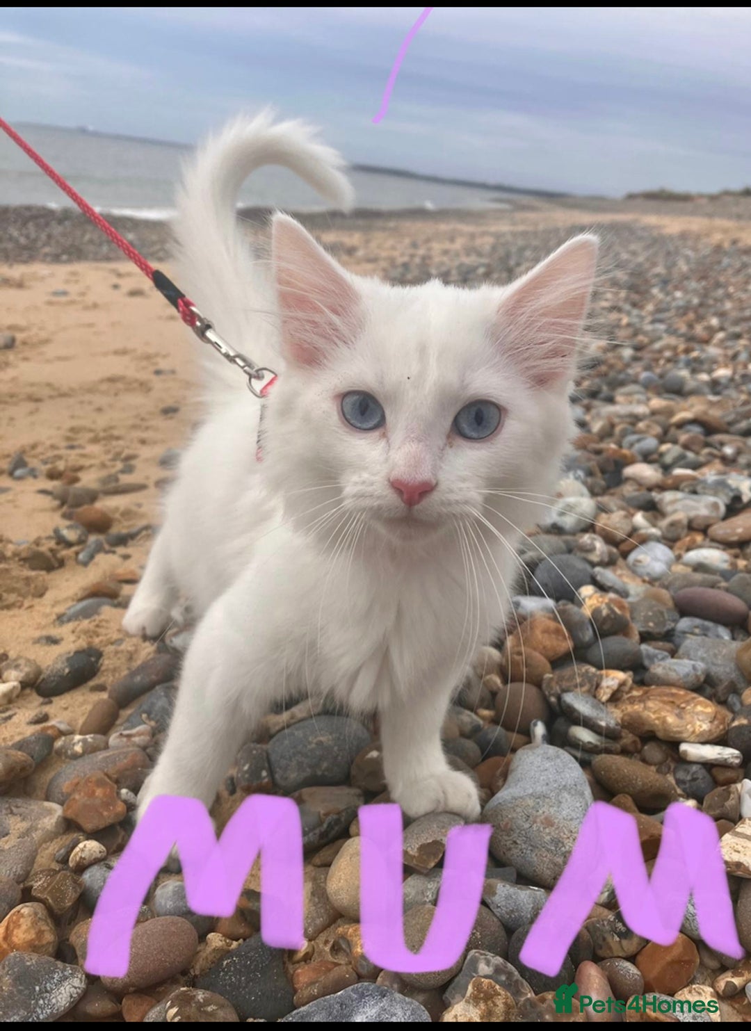 Mixed Breed cats for sale: Lovely little kittens for sale - Image 18