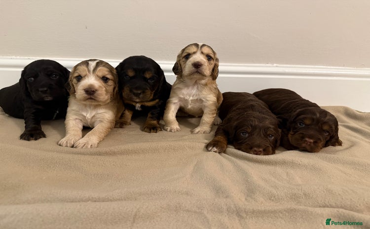 Cocker Spaniel dogs Litter of 6 adorable kc reg  puppies  - Advert 6
