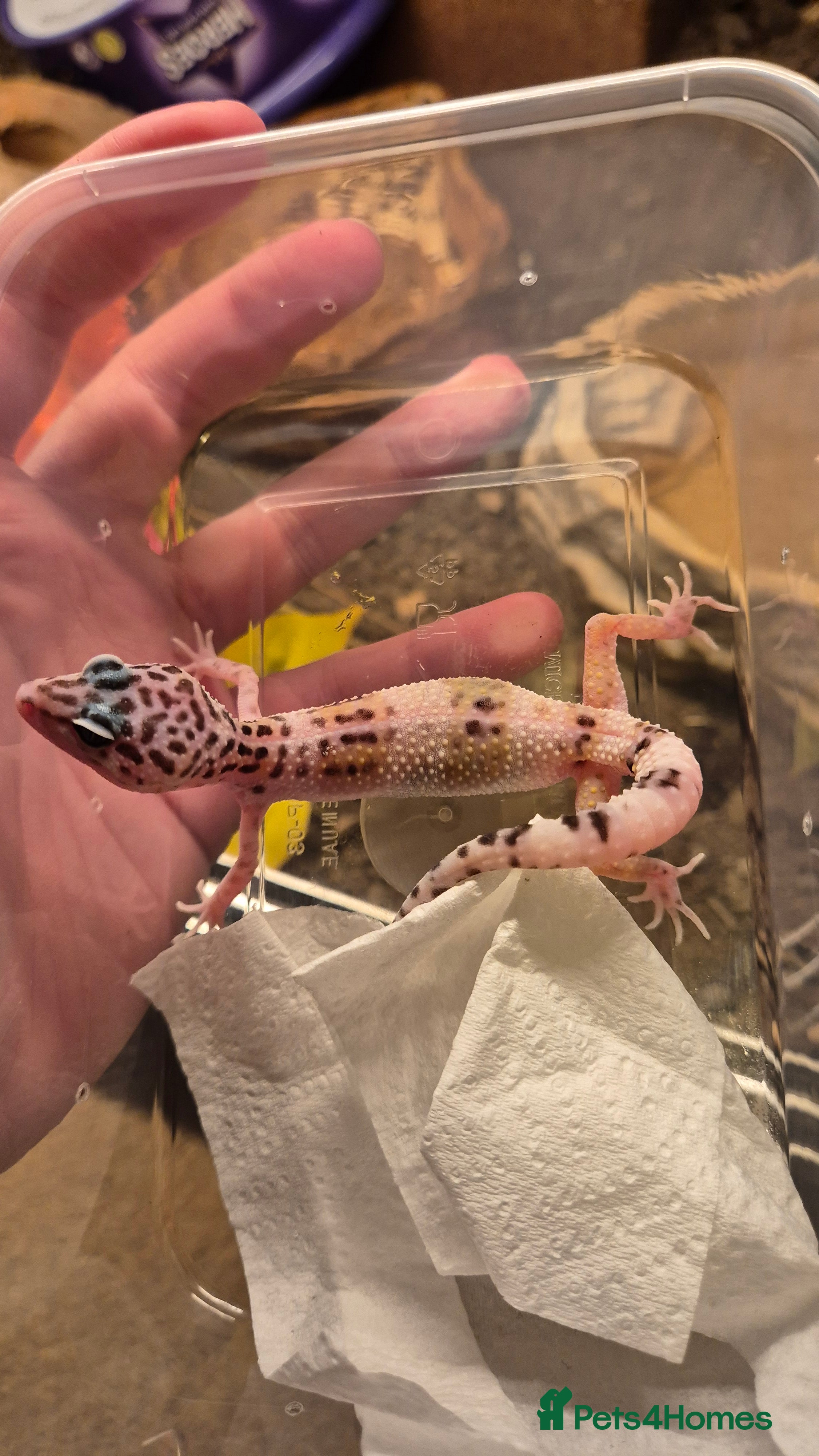 Leopard Gecko reptiles CB25 Leopard Geckos  - Advert 9