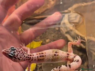 Leopard Gecko reptiles CB25 Leopard Geckos - Advert 7
