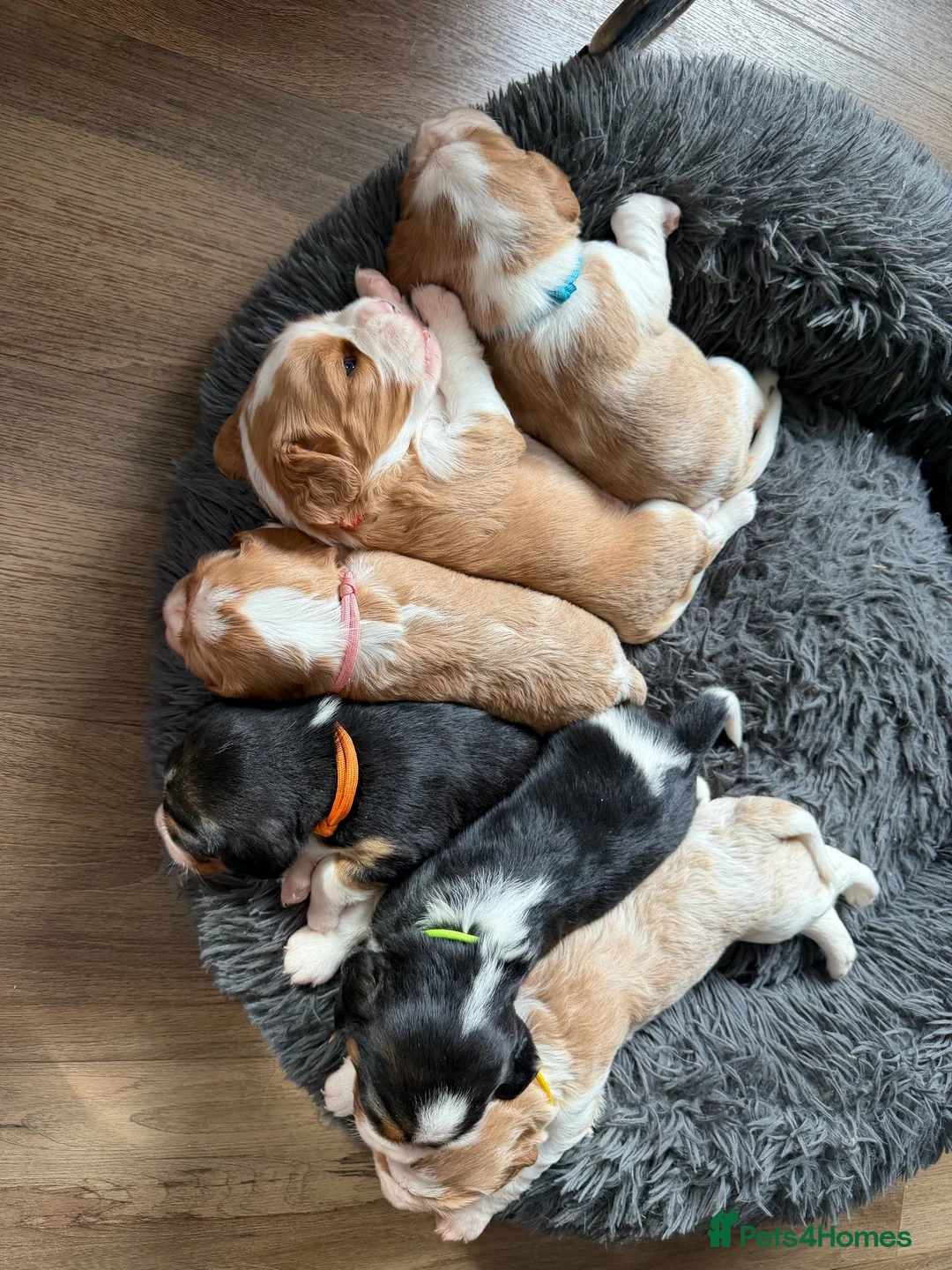 Beaglier dogs for sale: 🐾 Millie’s Beautiful Second & Final Litter 🐾 - Advert 2
