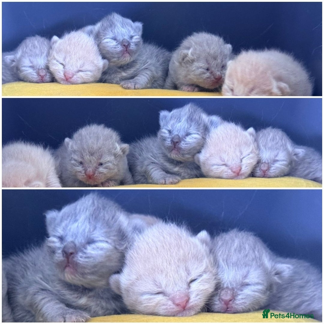 British Shorthair cats RARE Stunning BSH Cream Female for Sale  - Advert 2
