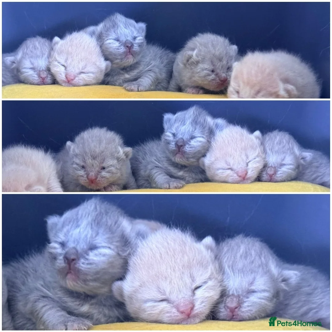 British Shorthair cats for sale: RARE Stunning BSH Cream Female for Sale  - Advert 2