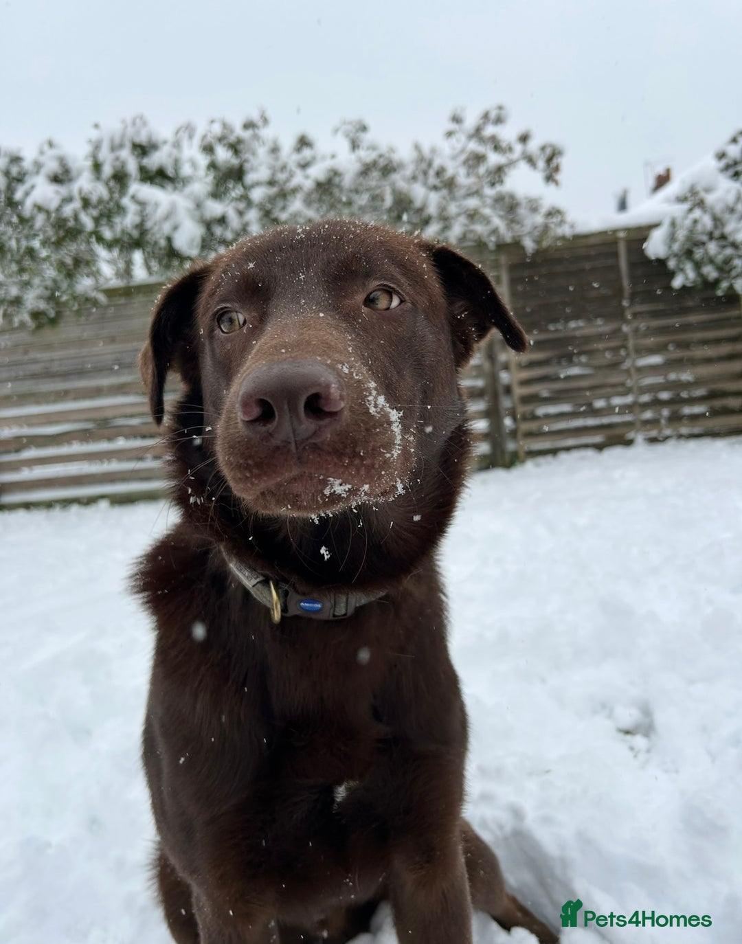 Mixed Breed dogs for sale: Chocolate labrador x Welsh collie, 1 year old  - Image 6