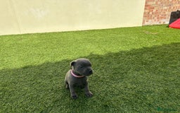 Staffordshire Bull Terrier dogs for sale: Stunning Blue staffy KC Registered Bullscaff Pups - Image 15