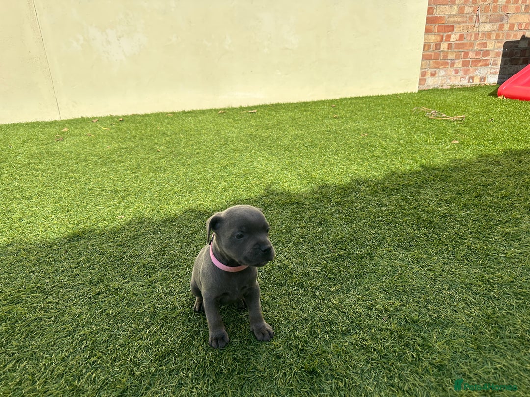 Staffordshire Bull Terrier dogs for sale: Stunning Blue staffy KC Registered Bullscaff Pups - Image 15