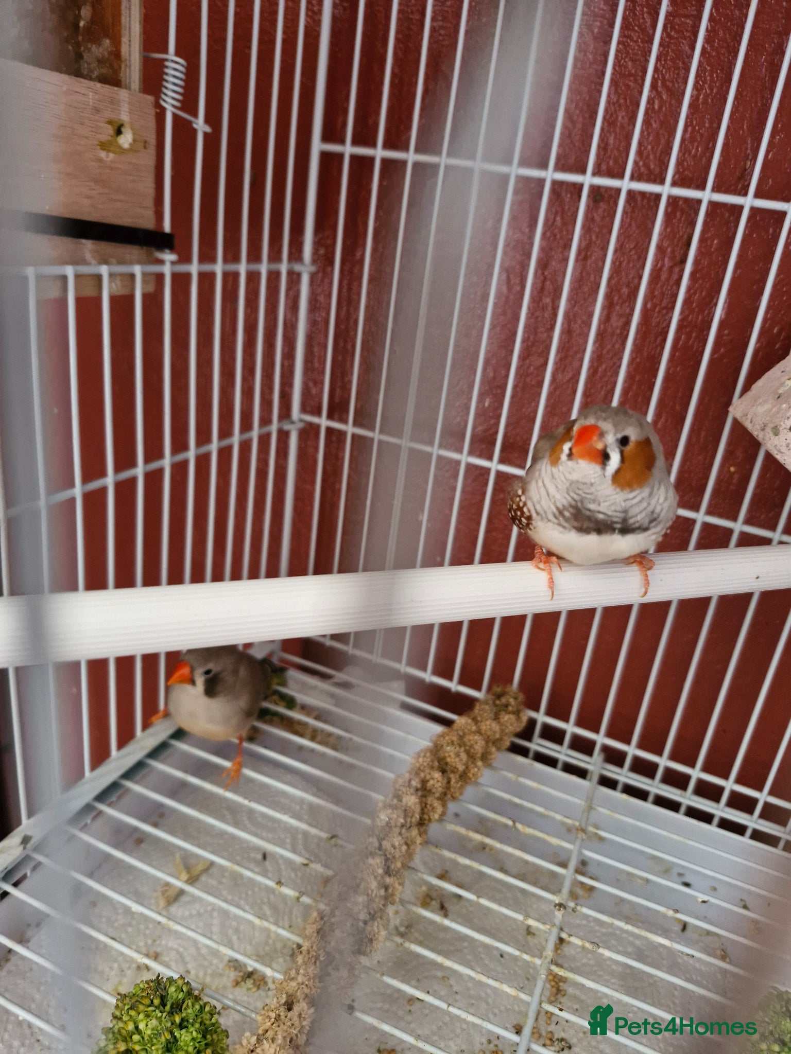 Finches birds for sale: Finches and budgies for sale  - Advert 4