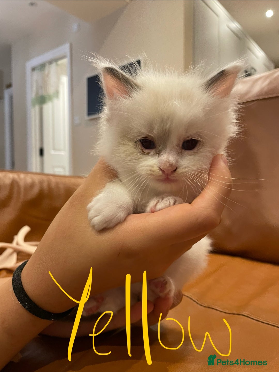 Ragdoll cats for sale: 6 Adorable Ragdoll kittens  - Image 12