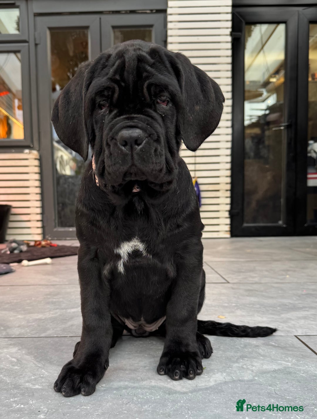 Neapolitan Mastiff dogs for sale: 2 black female Neapolitan mastiff puppies  - Advert 21