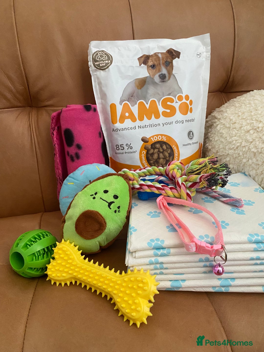 Cocker Spaniel dogs for sale: 2X cocker spaniel pups left  - Advert 11