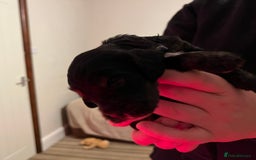 Cockapoo dogs for sale: F1b Cockerpoo puppies. - Image 21