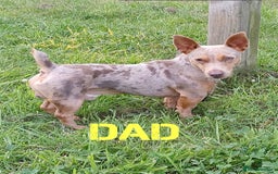Jack Russell dogs for sale: Lilac Merle jack russell boy - Image 11