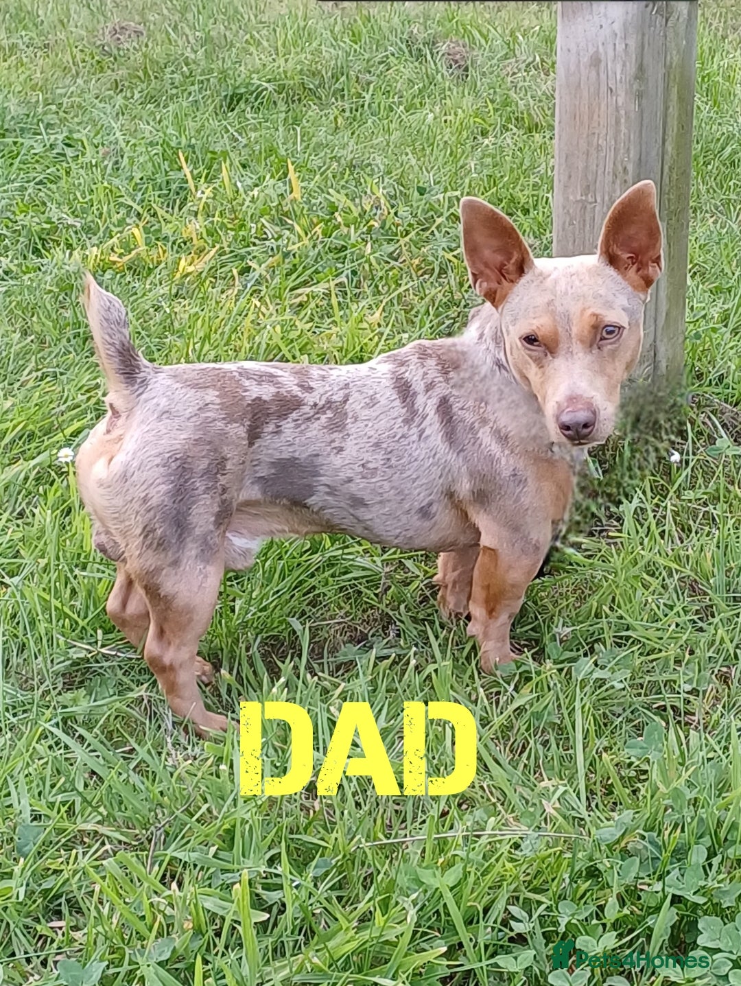 Jack Russell dogs for sale: Lilac Merle jack russell boy - Image 11