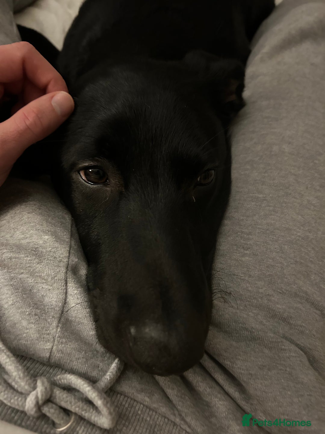 Borador dogs for sale: Labrador/Border Collie Puppy - Advert 3